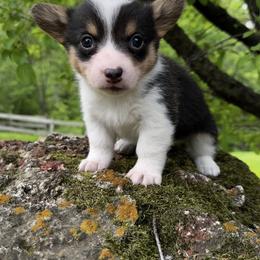 Pembroke Welsh Corgi Puppies from Lake Pepin Corgi's
