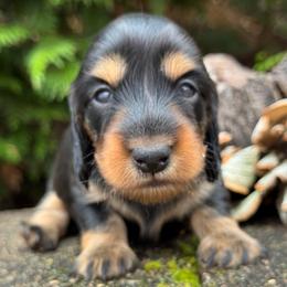 Eve (3200) - Black and tan female Dachshund puppy in Steele, Alabama from Taylored Dachshunds