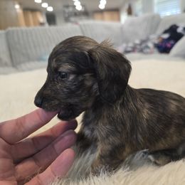Mylo - Cream male Dachshund puppy in Price, Utah from Stone Kennels