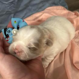 Honey - Brindle and white female Shih Tzu puppy in Manquin, Virginia from Koda Bears Cubs
