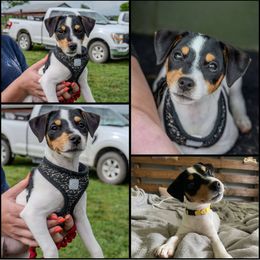 Companion Cross, Russell Terrier, and Yorkshire Terrier Puppies from Working W Kennels