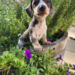 Dachshund Puppies from Bluegum Dachshunds