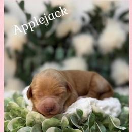 Applejack - Apricot female Australian Labradoodle puppy in Gladstone, Oregon from Beaver State Labradoodles