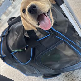 Labrador Retriever Puppies from Hansen Retrievers