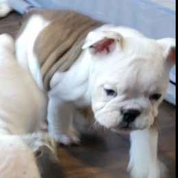Bulldogs from Fithian's Bulldogs