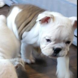 Bulldogs from Fithian's Bulldogs