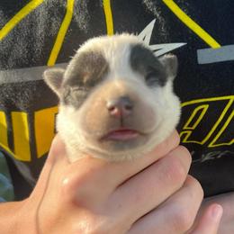 Girl 2 - Blue female Australian Cattle Dog puppy in Irvington, Kentucky from Dry Valley’s Australian Cattle Dogs