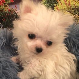 Teacup Appa - White male Maltese puppy in North Myrtle Beach, South Carolina from Perfect Puppies