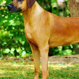 Rhodesian Ridgebacks from RokiShoals Rhodesian Ridgebacks