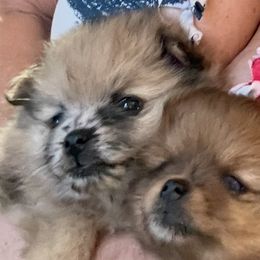 YIN - Blue merle Pomeranian puppy in Avon Park, Florida from Mariska's Pomeranians