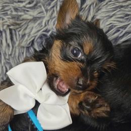 Yorkshire Terrier Puppies from Mike's Yorkies