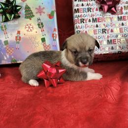 Eve - Sable and white female American Corgi puppy in Waskom, Texas from Piney Woods Corgis
