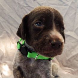 German Shorthaired Pointers from Middle Creek Gun Dogs
