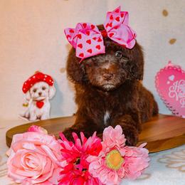 Vera Wang - Brown female Bernedoodle puppy in Ohio from Moore Doodles