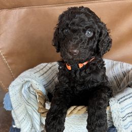 Charlie Brown - Silver-beige  Poodle puppy in Texas from Pine Hill Standard Poodles