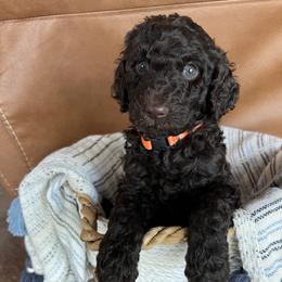 Charlie Brown - Silver-beige  Poodle puppy in Texas from Pine Hill Standard Poodles