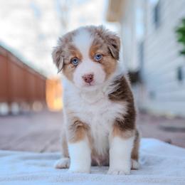 Australian Shepherd puppies from FireHart Aussies