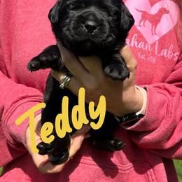 Teddy - Black female Labrador Retriever puppy in Petersburg, Kentucky from Mahan Labs