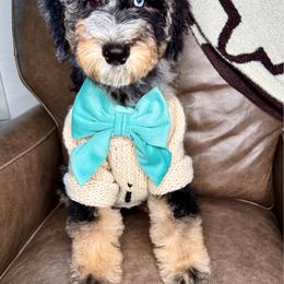 Blue - Blue merle male Bernedoodle puppy in Curtice, Ohio from The Pink Doghouse