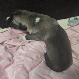 Anatolian Shepherd Dog Puppies from Florida Anatolian Shepherds