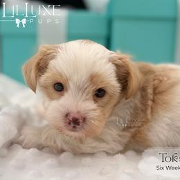 Companion Cross, Morkie, and Shorkie Puppies from Lil Luxe Pups
