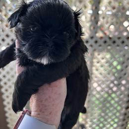 Chloe - Black and white female Shih Tzu puppy in Victorville, California from Precioustzus