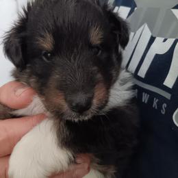 Tri boy - White black and tan male Shetland Sheepdog puppy in Castle Rock, Washington from RimRanch Shelties