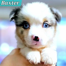 Baxter - Blue merle male Miniature Australian Shepherd puppy in Punta Gorda, Florida from Christie's Creekside Aussies