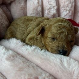 Goldie - Red  female Poodle puppy in Elkhorn, Nebraska from Orel Toy & Miniature Poodles