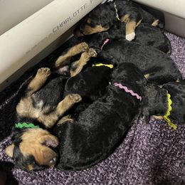 Airedale Terrier Puppies from Royal Aire Kennel