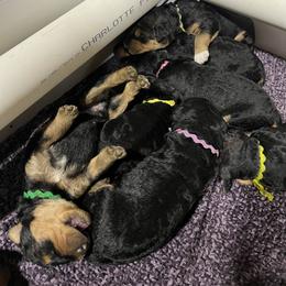 Airedale Terrier Puppies from Royal Aire Kennel
