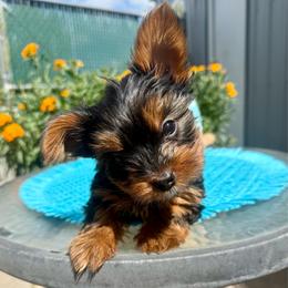 This little pocket puppy will be a delight to his new family. He will remain very small and by the time he gets to be eight to ten weeks old, his ears will stand up all the way. - Black and tan male Yorkshire Terrier puppy in Walla Walla, Washington from Linda Sherman