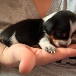 Wittle man - Piebald male Dachshund puppy in Chittenango, New York from Diamond Dachshunds