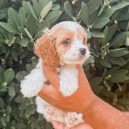 Butter - Blenheim male Cavapoo puppy in Mayo, Florida from Kingston’s Cavaliers