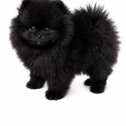 Midnight - Black male Pomeranian puppy in Napa, California from Cristina's Pomeranians