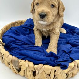 Cavapoo, Goldendoodle, and Poodle Puppies from New Moon Farm Canines