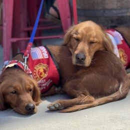 Golden Retriever puppies from Golden Wiggle Retrievers