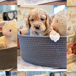 Cockapoos and Cocker Spaniels from Fresh Mojo Farms&Paws