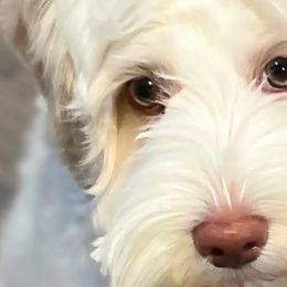 Australian Labradoodles from Bonzer Australian Labradoodles