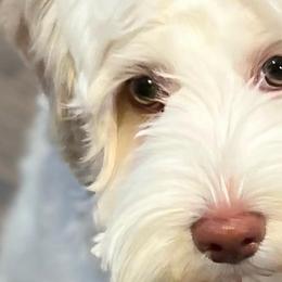 Australian Labradoodles from Bonzer Australian Labradoodles
