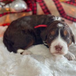 Red - Tri-color male Bernedoodle puppy in Hesperia, Michigan from Red Acres Poodles & Doodles