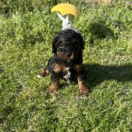 Prince - Blenheim male Cavapoo puppy in Quitman, Texas from Wright Doodles