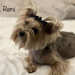 Remi - Yorkshire Terrier