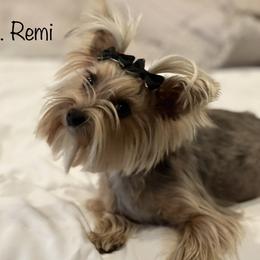 Remi - Yorkshire Terrier