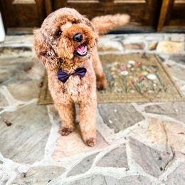 Henry - Goldendoodle