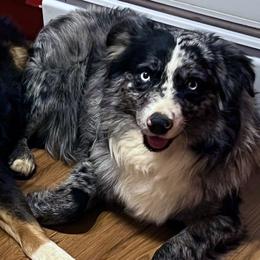 Boomer - Miniature Australian Shepherd