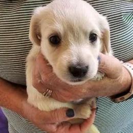 Olive Green Collar Male - Cream male Dachshund puppy in Trade, Tennessee from TN Miniature Dachshunds & Basset Hounds
