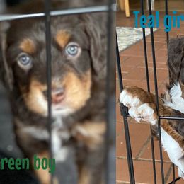 Aussiedoodle Puppies from Cross-Tied Farm Aussiedoodle