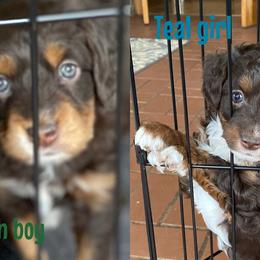 Aussiedoodle Puppies from Cross-Tied Farm Aussiedoodle