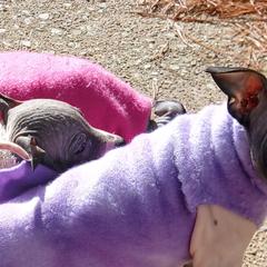 American Hairless Terriers from Sundial Farm